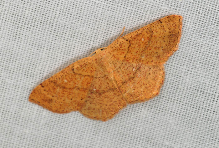 Geometridae da det.